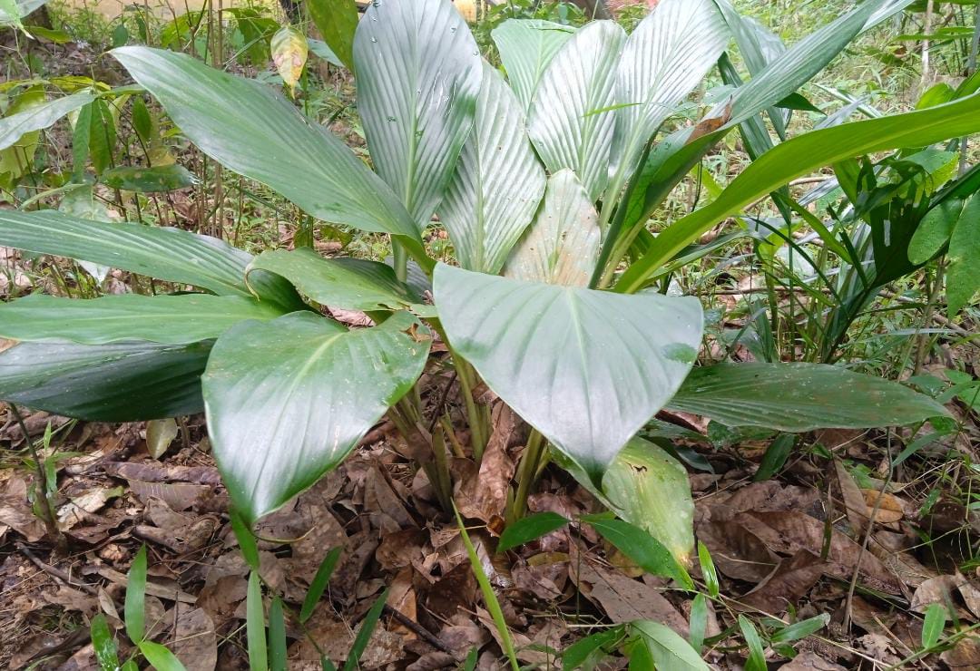 5 Ways Communities in Melai are Affected by Deforestation in Tasik Chini 6